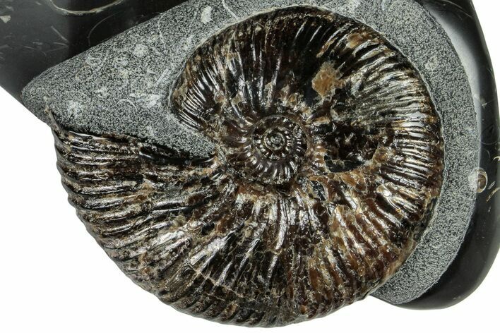 Cretaceous Ammonite (Craspedodiscus) Fossil #228154